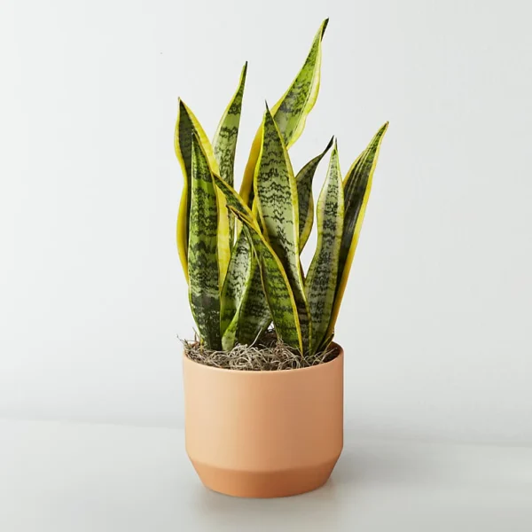 P4108_LOL_preset_ftd-mx-hero-sv-new Snake Plant