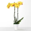 Petite Yellow Orchid