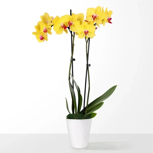 Petite Yellow Orchid