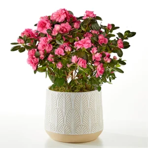P4130_LOL_preset_ftd-mx-hero-sv-new Fiesta Bouquet