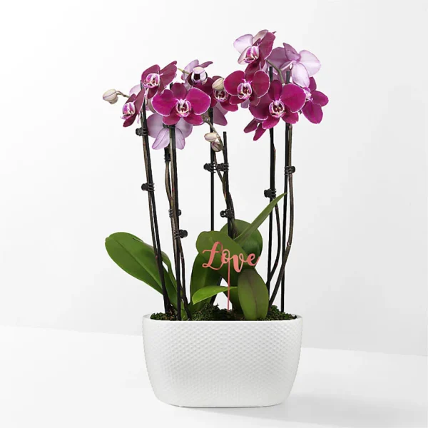 Purple Passion Orchid Garden