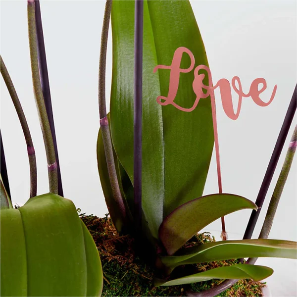 Love & Orchids Garden