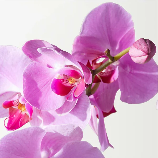 P4203_MAC_preset_ftd-mx-hero-sv-new Pink Orchid Garden