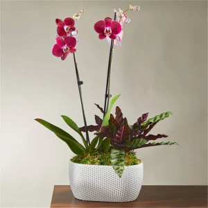 P4206_LOL_preset_ftd-mx-hero-sv-new Fiesta Bouquet