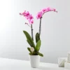 Baby in Bloom Pink Orchid
