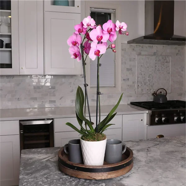 P4213_ALT_V1_preset_ftd-mx-hero-sv-alt Pink Watercolor Orchid