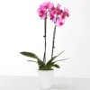 P4213_LOL_preset_ftd-mx-hero-sv-new Pink Watercolor Orchid