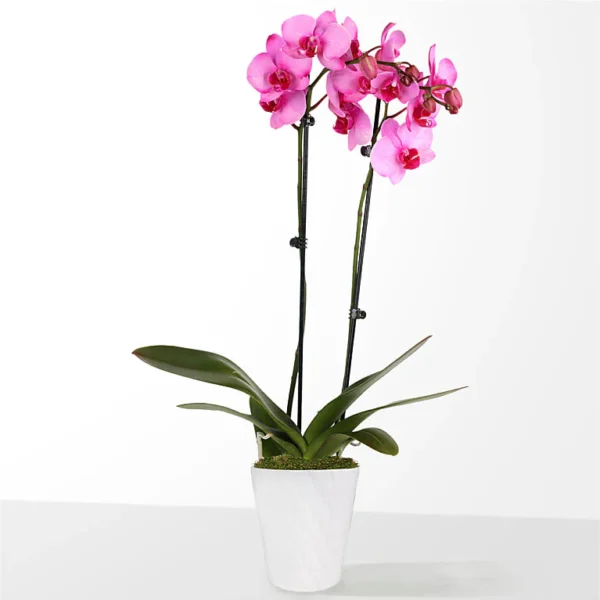 P4213_LOL_preset_ftd-mx-hero-sv-new Pink Watercolor Orchid