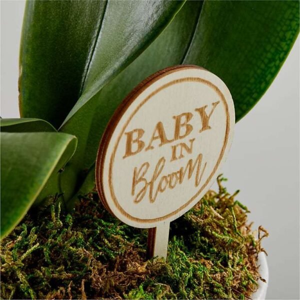 Baby in Bloom Blue Orchid