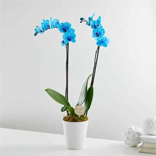 Baby in Bloom Blue Orchid