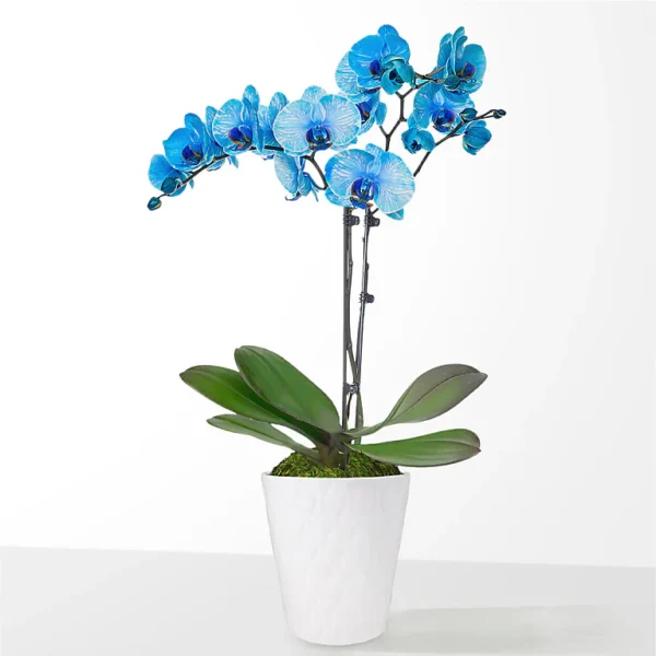 Blue Watercolor Orchid