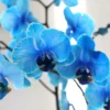 Blue Watercolor Orchid