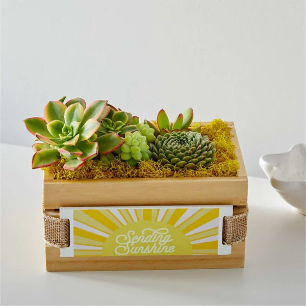 P4215_LOL_preset_ftd-mx-hero-sv-new Sending Sunshine Succulent Crate