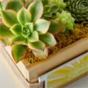 P4215_MAC_preset_ftd-mx-hero-sv-new Sending Sunshine Succulent Crate