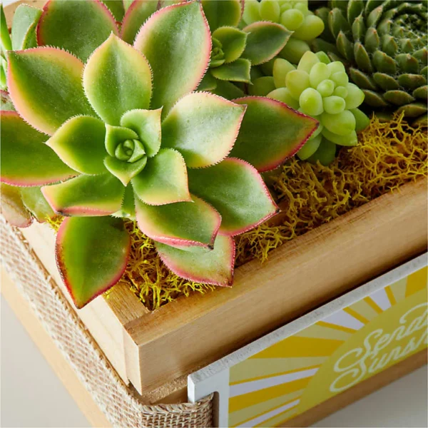 P4215_MAC_preset_ftd-mx-hero-sv-new Sending Sunshine Succulent Crate