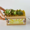 P4215_SCALE_preset_ftd-mx-hero-sv-new Sending Sunshine Succulent Crate