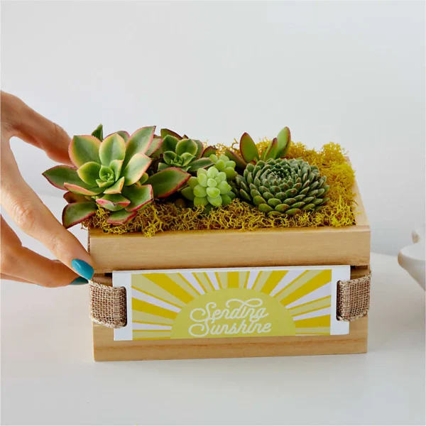P4215_SCALE_preset_ftd-mx-hero-sv-new Sending Sunshine Succulent Crate