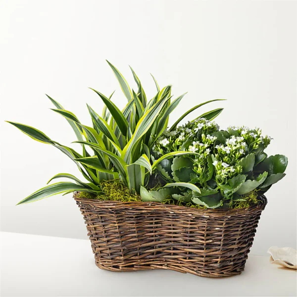 P4216FL_LOL_preset_ftd-mx-hero-sv-new Blooming Garden