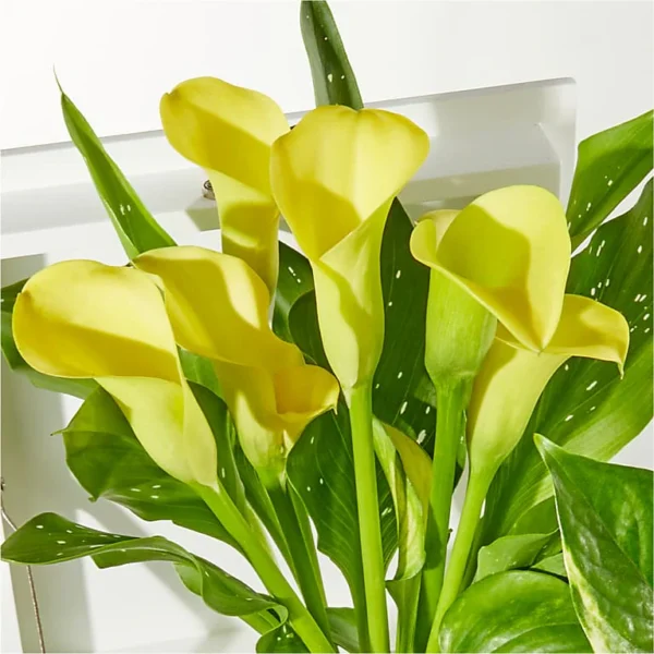 P4248Y_ALT_V1_preset_ftd-mx-hero-sv-alt Sunshine Garden Keepsake Box