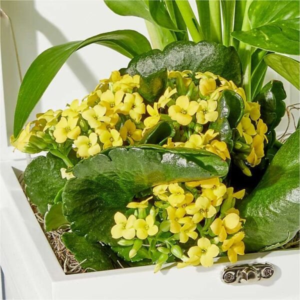 P4248Y_MAC_preset_ftd-mx-hero-sv-new Sunshine Garden Keepsake Box