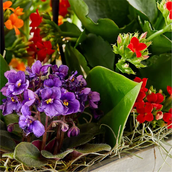 P4251_ALT_V2_preset_ftd-mx-hero-sv-alt Rainbow Garden of Blooms