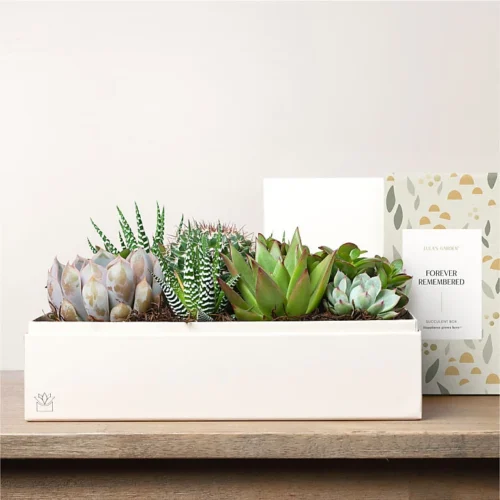 Lula's Garden - Sympathy Premium Gardens