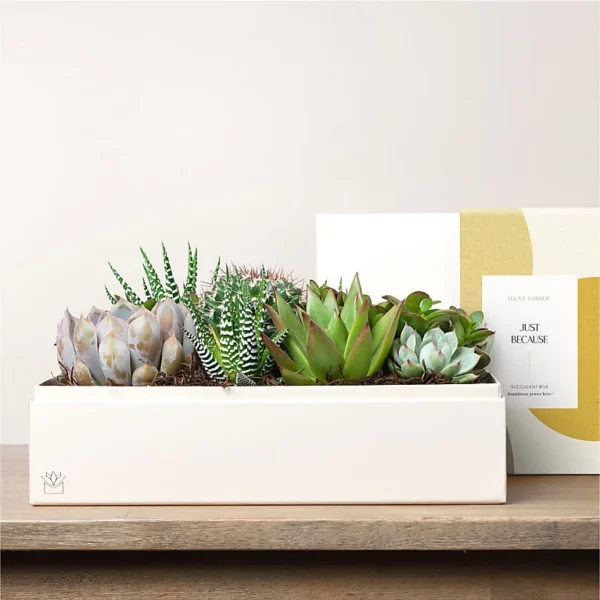 P4428_LOL_preset_ftd-mx-hero-sv-new Lula's Garden - Just Because Premium Gardens