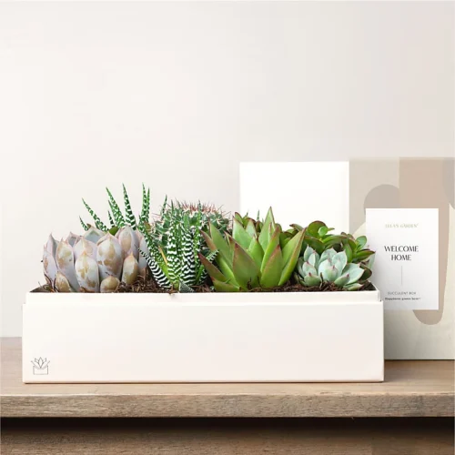 Lula's Garden - Housewarming Premium Gardens