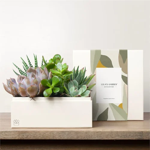 Lula's Garden - Premium Gardens