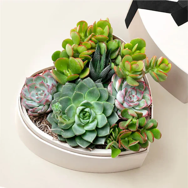 P4465_LOL_preset_ftd-mx-hero-sv-new Lula's Heart Garden