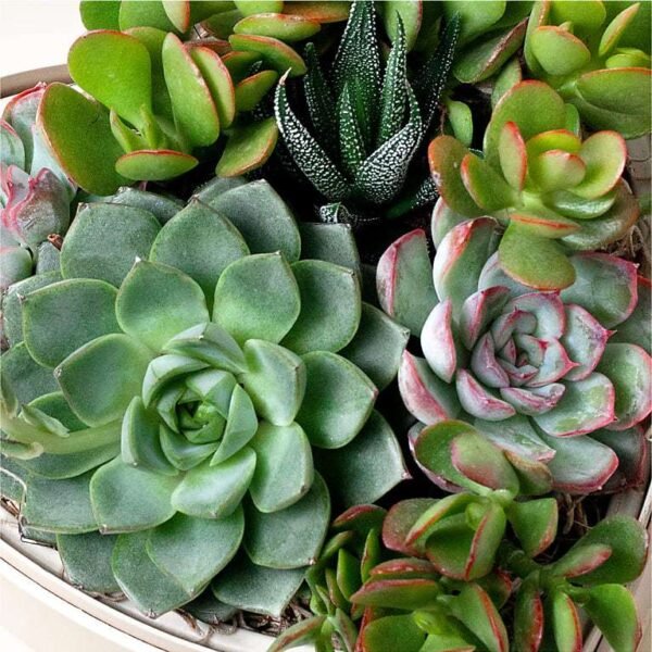 P4465_MAC_preset_ftd-mx-hero-sv-new Lula's Heart Garden