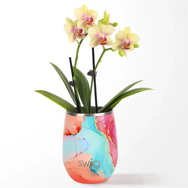 P4520_LOL_preset_ftd-mx-hero-sv-new Dreamsicle Orchid in Swig(R) Cooler Cup