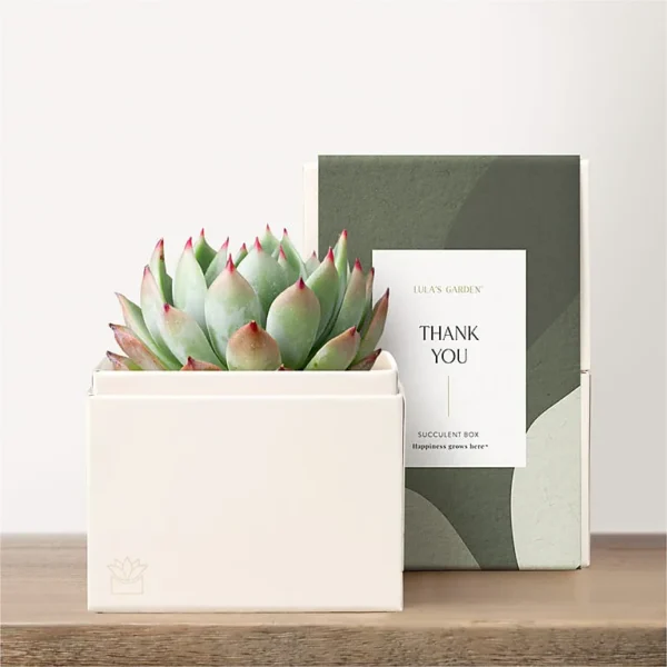 Lula's Garden - Thank You Petite Gardens