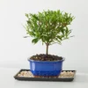 Gardenia Bonsai