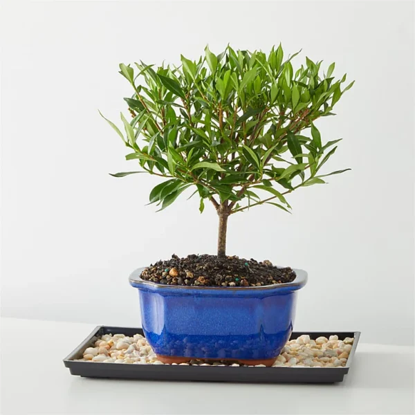 Gardenia Bonsai