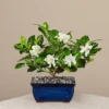 Gardenia Bonsai