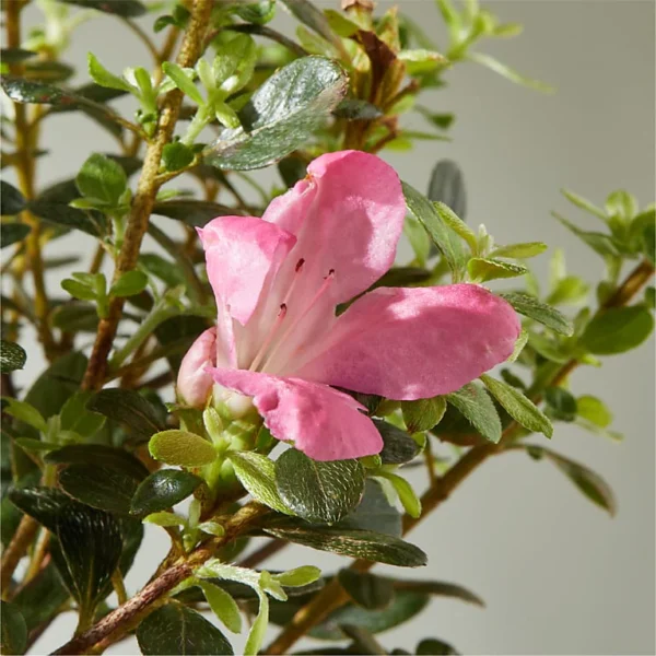 PB43_ALT_V2_preset_ftd-mx-hero-sv-alt Azalea Bonsai