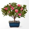 PB43_LOL_preset_ftd-mx-hero-sv-new Azalea Bonsai