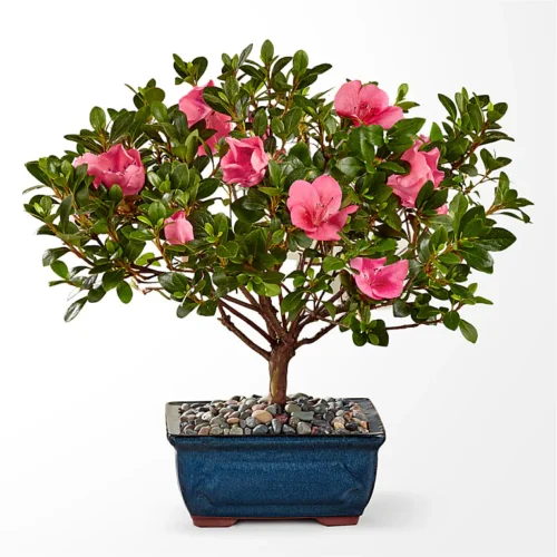 Azalea Bonsai