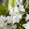 Classic Ivory - A Florist Original