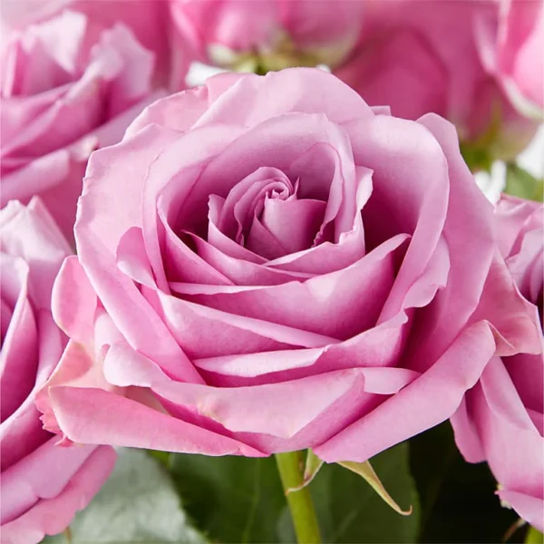 Secret Admirer Lavender Rose Bouquet