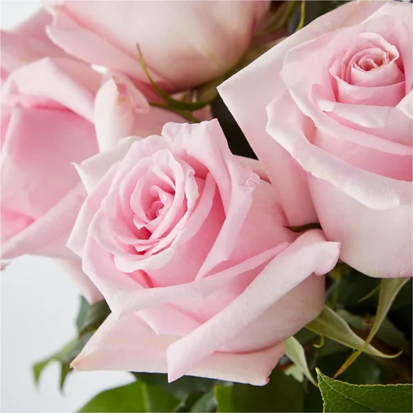 V1PKE_MAC_preset_ftd-mx-hero-sv-new Picture Perfect Pink Rose Bouquet