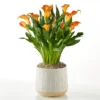 Orange Calla Lily Plant