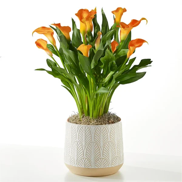 Orange Calla Lily Plant