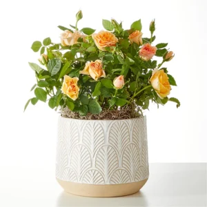 YAB13_LOL_preset_ftd-mx-hero-sv-new Soiree Bouquet