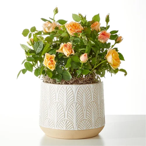 Orange Mini Rose Plant