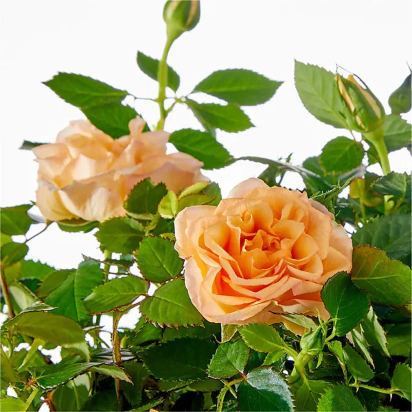 YAB13_MAC_preset_ftd-mx-hero-sv-new Orange Mini Rose Plant