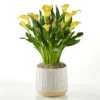 Yellow Calla Lily Plant