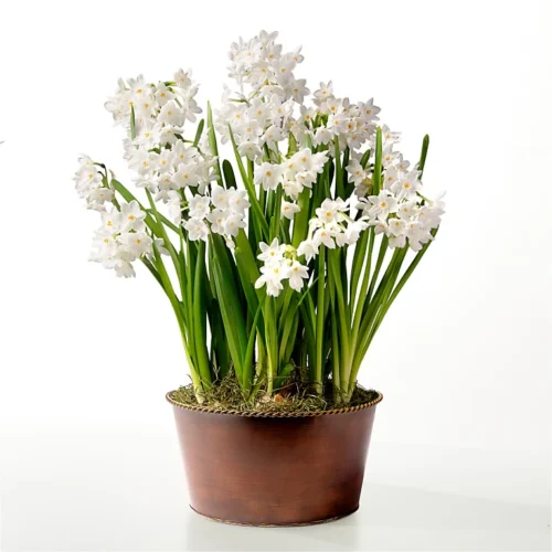 Precious Paperwhite Bulb Garden