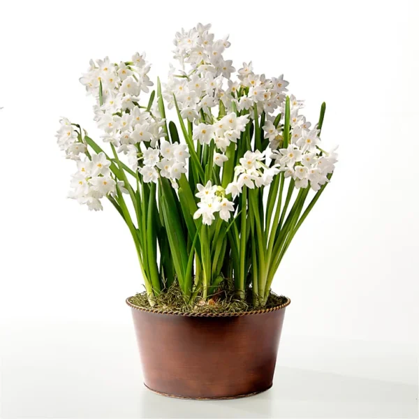 Precious Paperwhite Bulb Garden